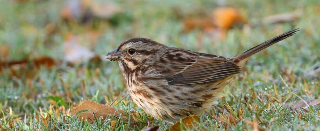 Join SIB: Beyond our Backyard – Santee Coastal WMA