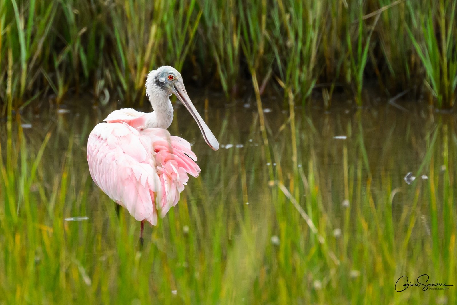 Join SIB:  Bike & Bird around Seabrook Island