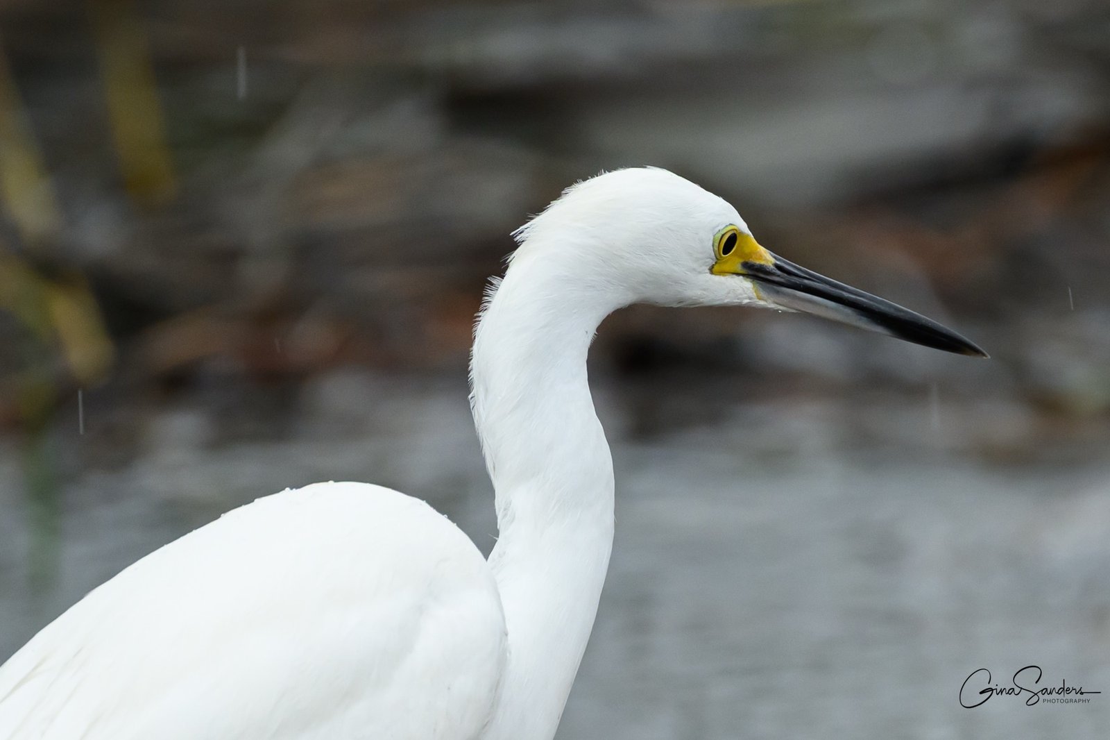 October Big Day – SIB style