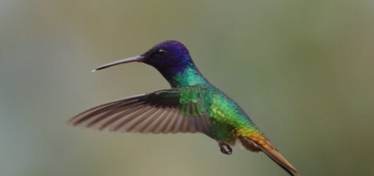 Birding Ecuador – Part 2 – Hummingbirds