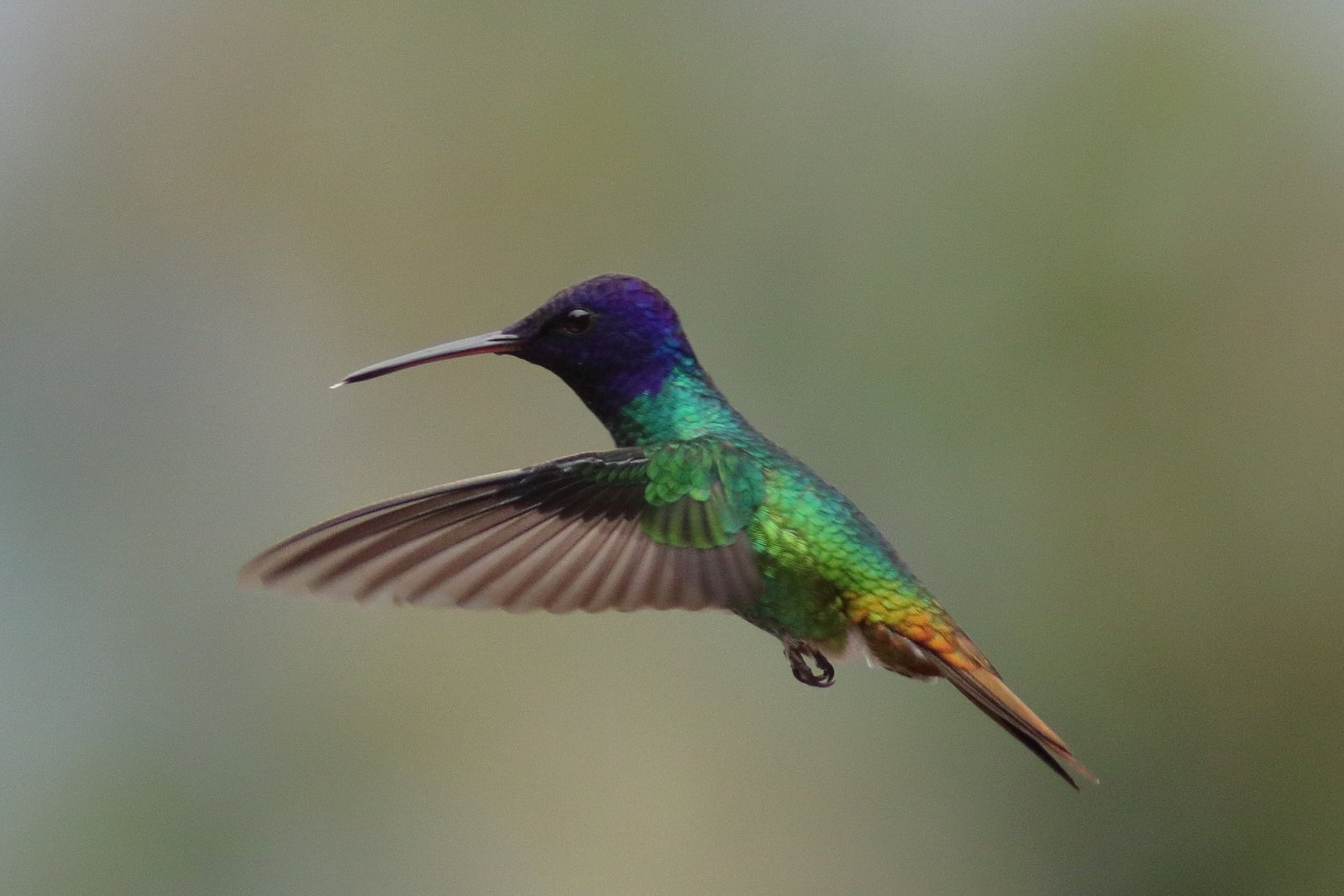 Birding Ecuador – Part 2 – Hummingbirds