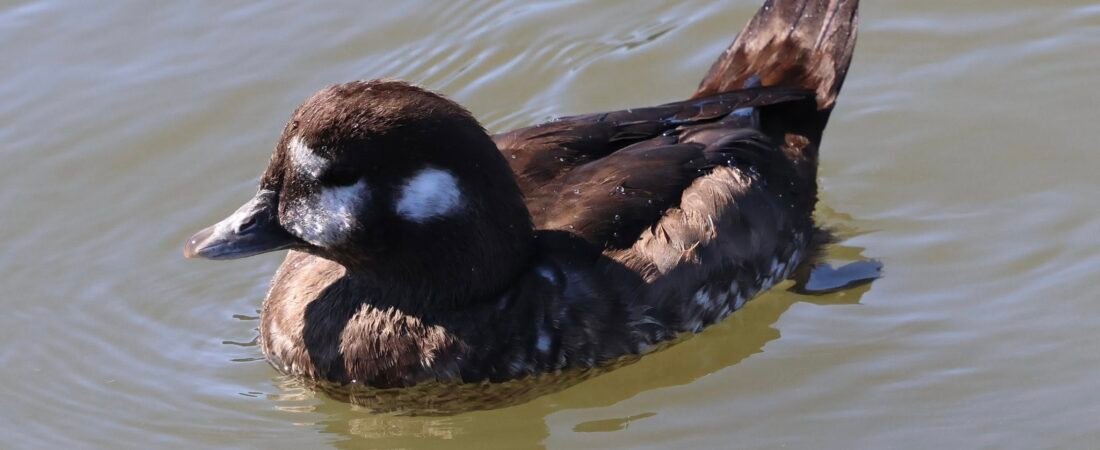 SIB Explores: Rare Bird Alerts