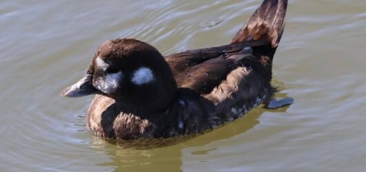 SIB Explores: Rare Bird Alerts