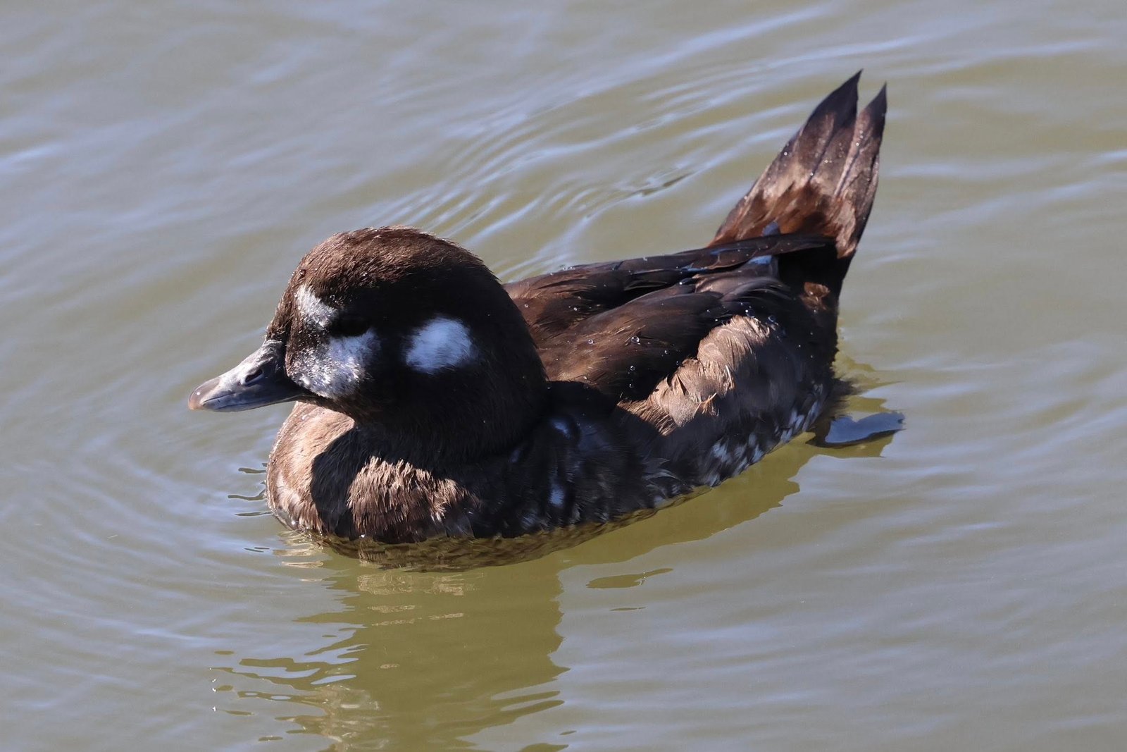 SIB Explores: Rare Bird Alerts