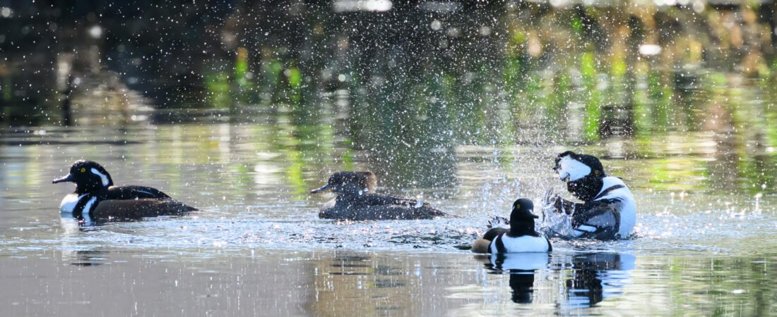Hooded Mergansers have returned!
