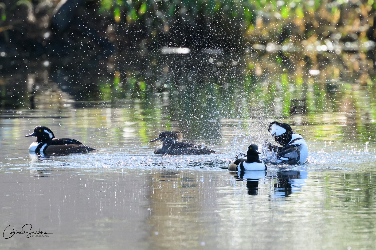 Hooded Mergansers have returned!
