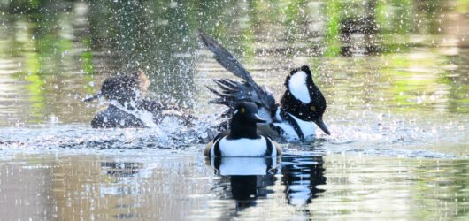 Join SIB:  Learning Together at Jenkins Point