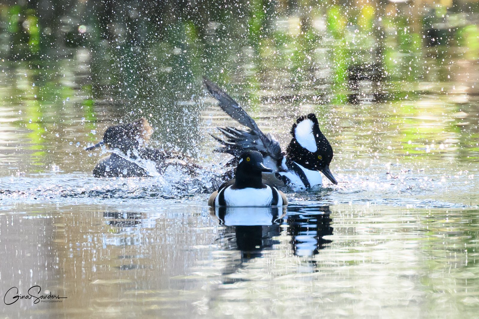 Join SIB:  Learning Together at Jenkins Point