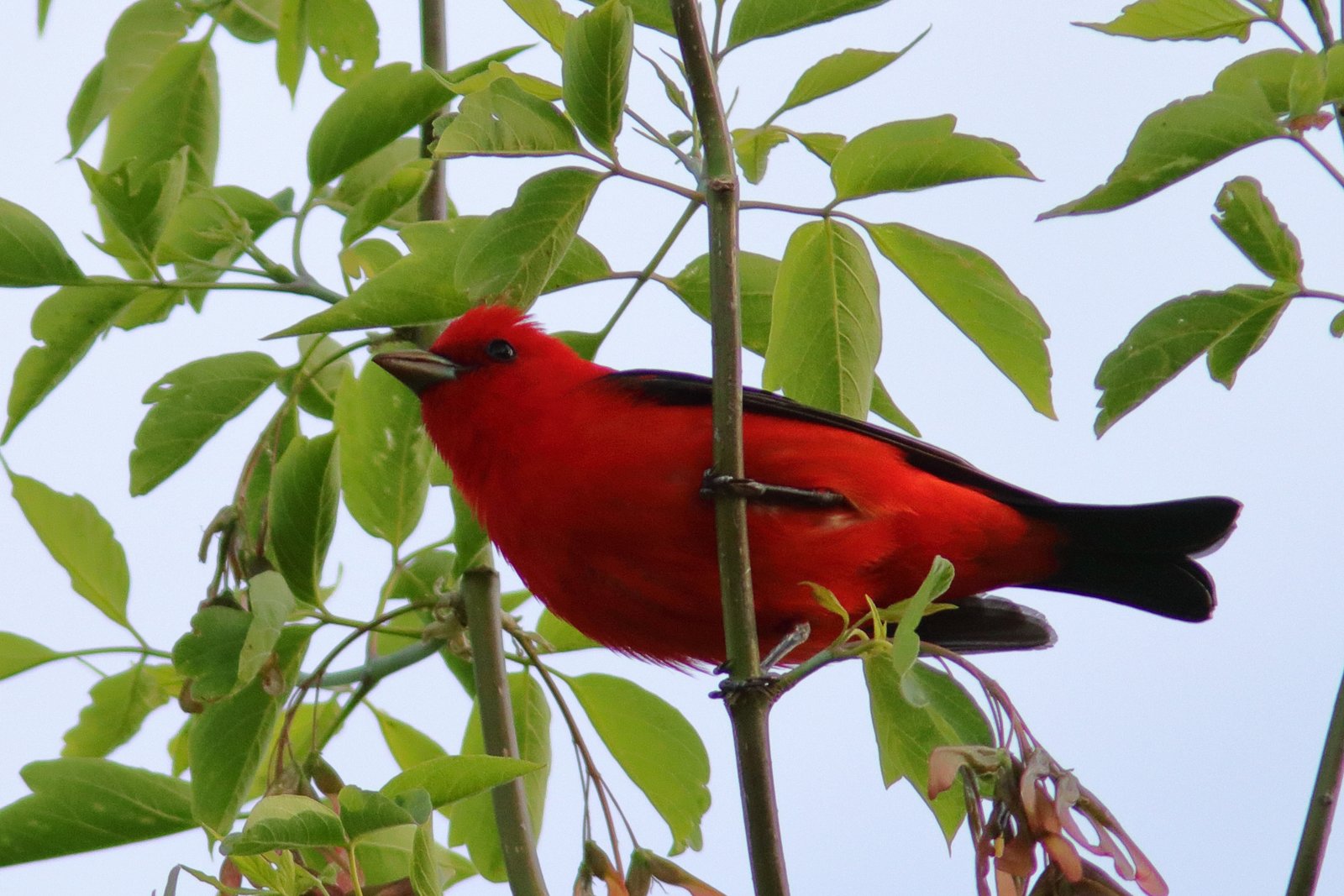 Ecuador Birding Adventure – Part 4 – Tanagers