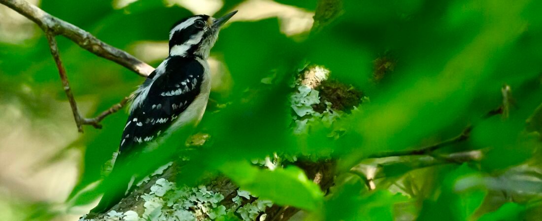 SIB Reports:  What do woodpeckers and tennis players have in common?