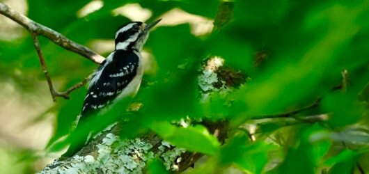 SIB Reports:  What do woodpeckers and tennis players have in common?