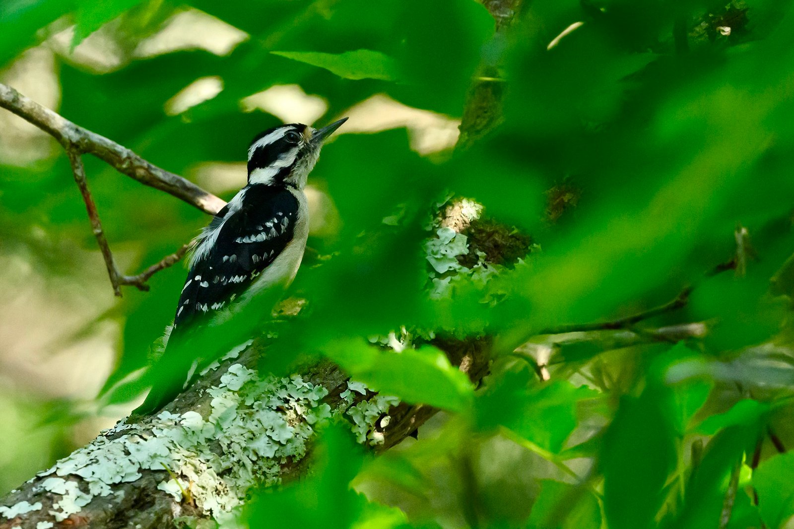 SIB Reports: What do woodpeckers and tennis players have in common?