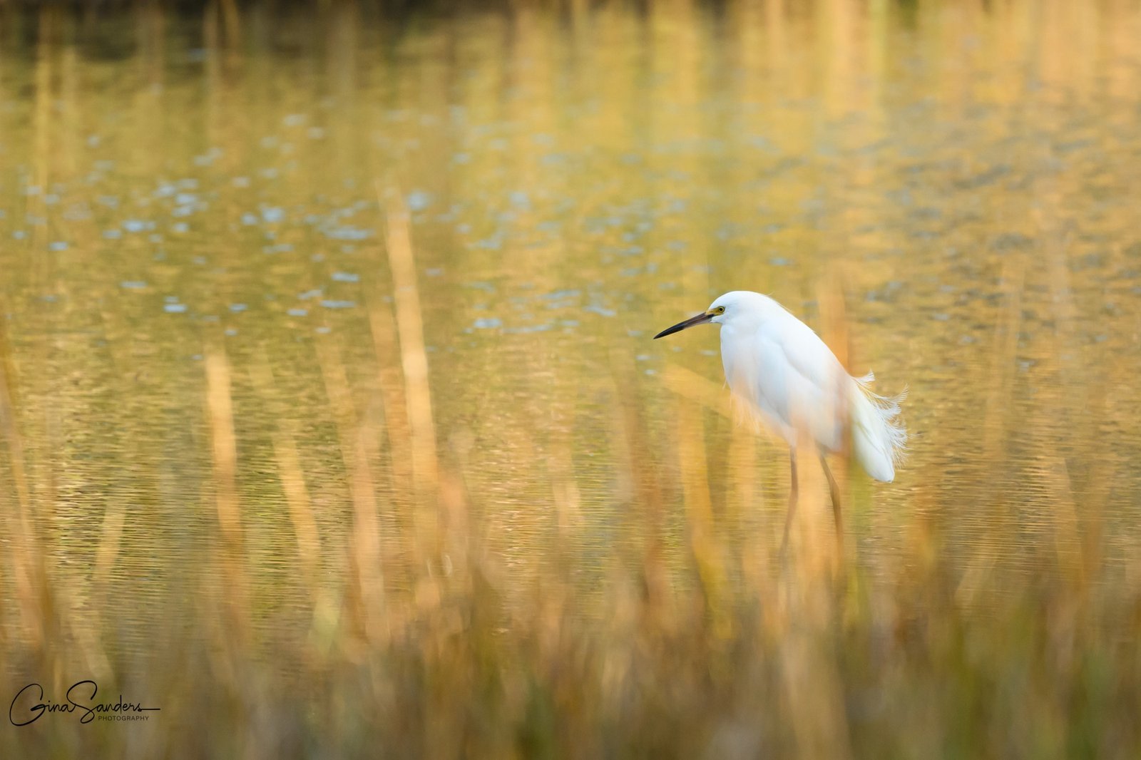 Birders’ reasons to be thankful