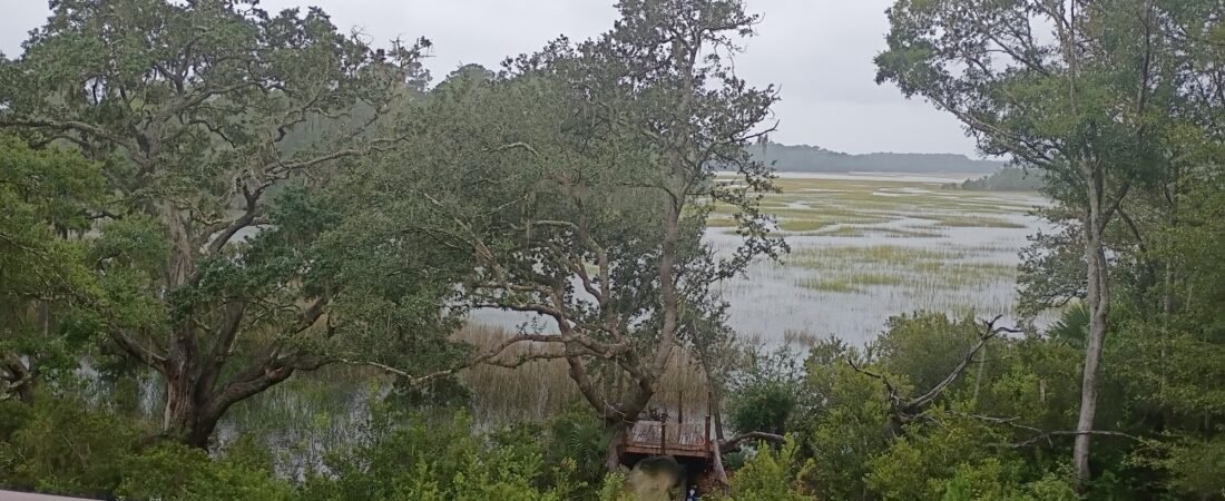 Join SIB – Backyard Birding off Betsy Kerrison Parkway