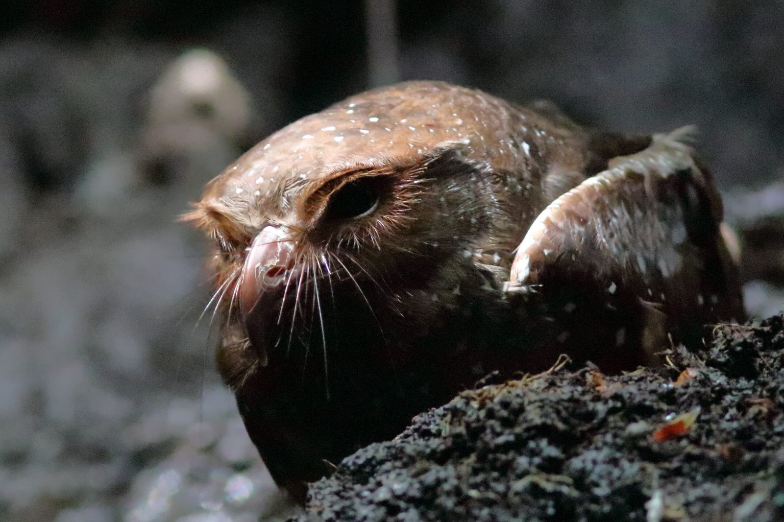 Ecuador Adventure Part 5 – Oddballs