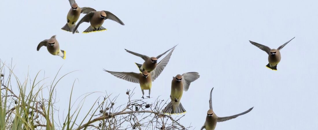 SIB “Bird of the Week” – Cedar Waxwing