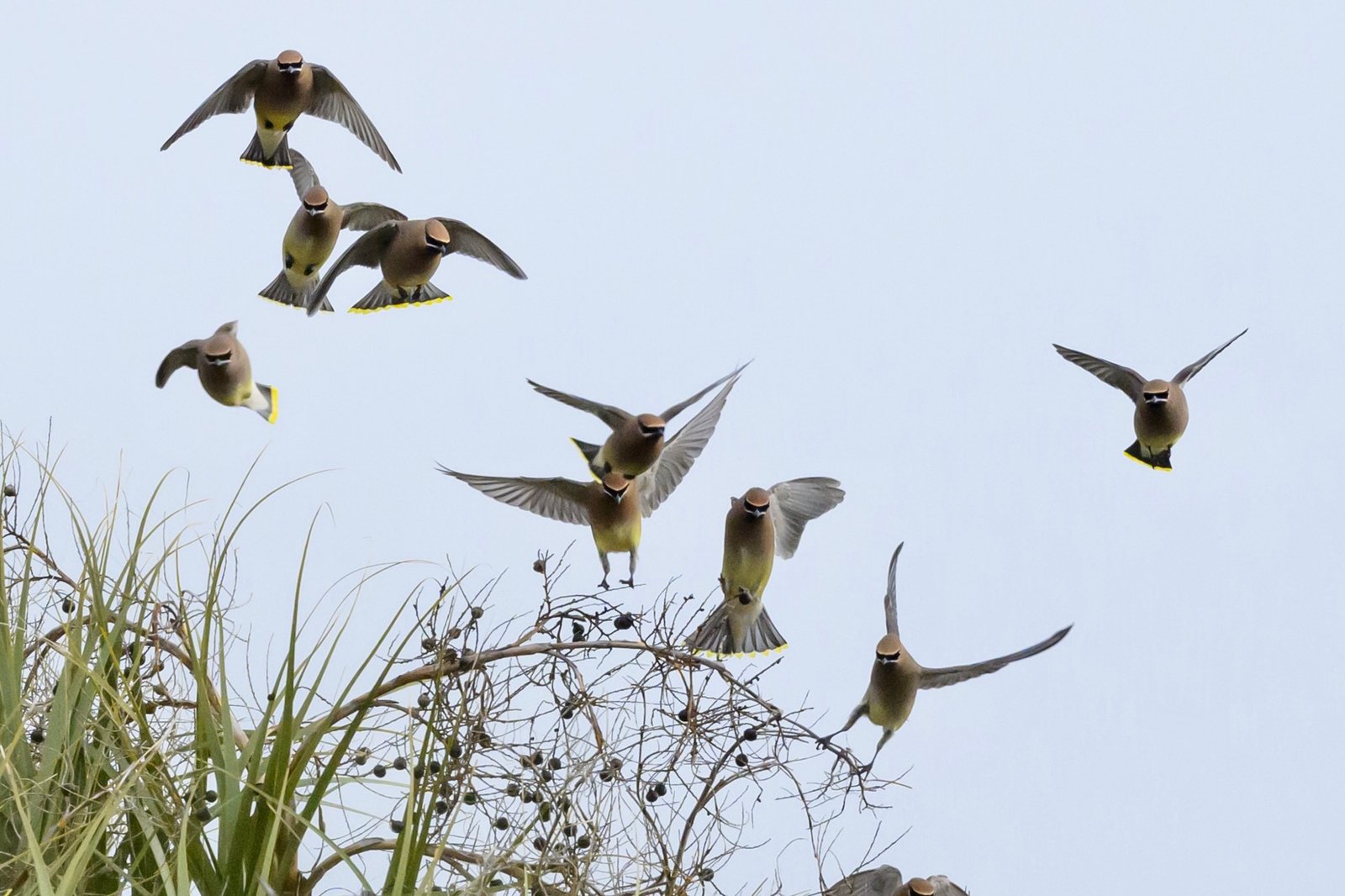 SIB “Bird of the Week” – Cedar Waxwing