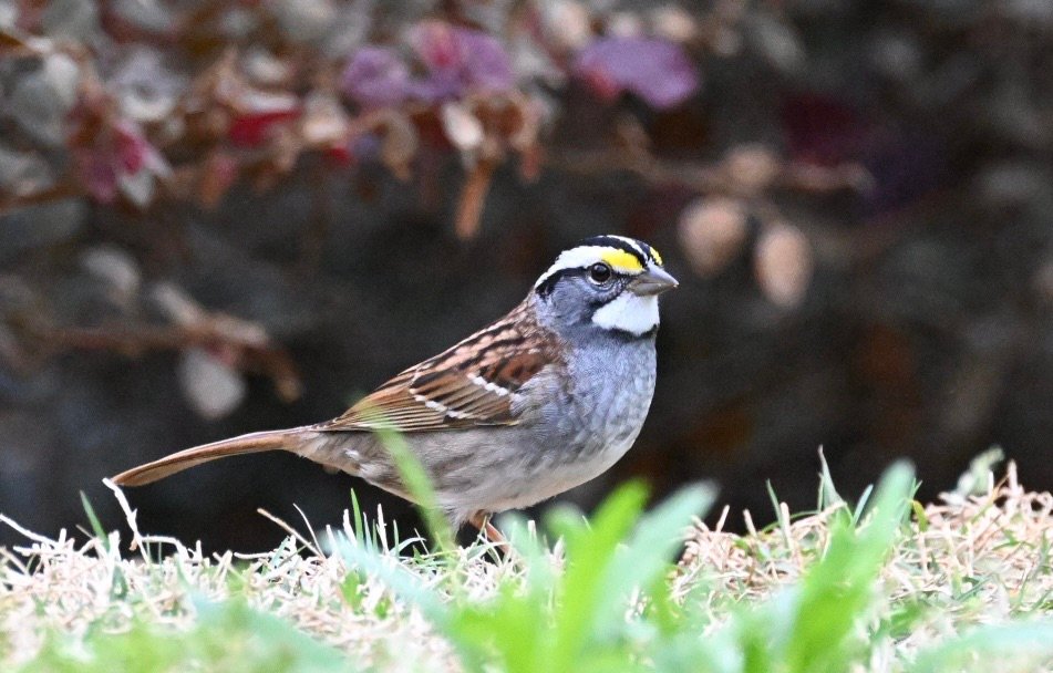SIB “Bird of the Week” – White-throated Sparrow