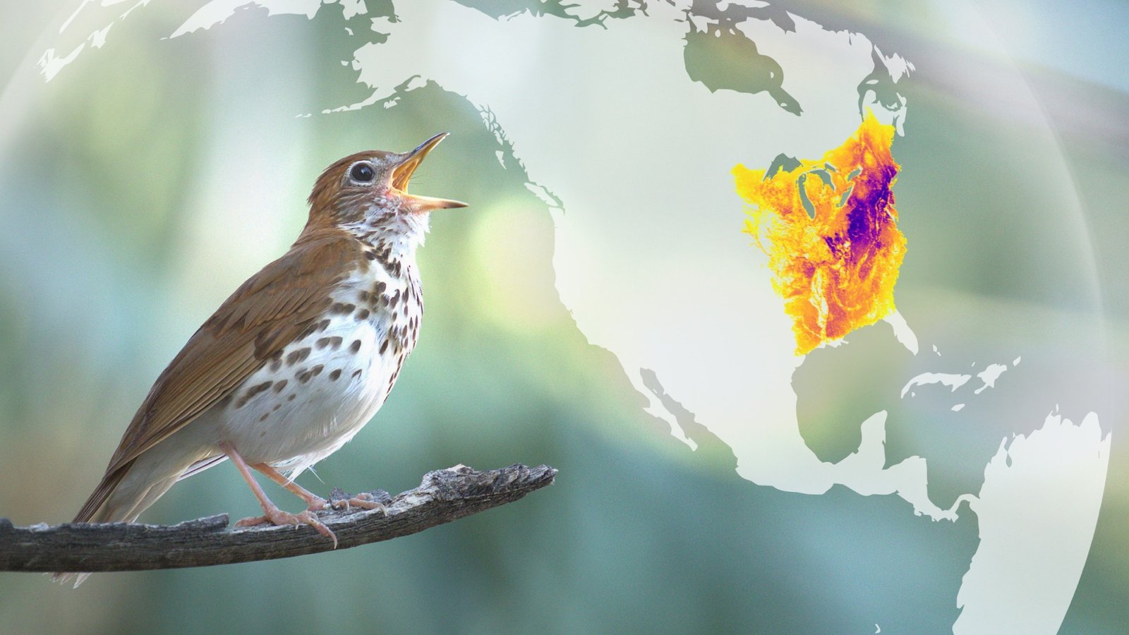 What is eBird? And why should I use it?