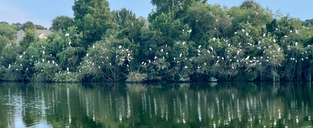Ask SIB – What’s going on with all the white birds around the lake?