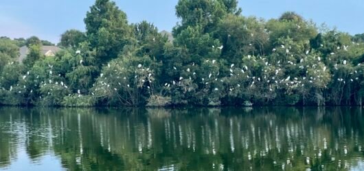 Ask SIB – What’s going on with all the white birds around the lake?