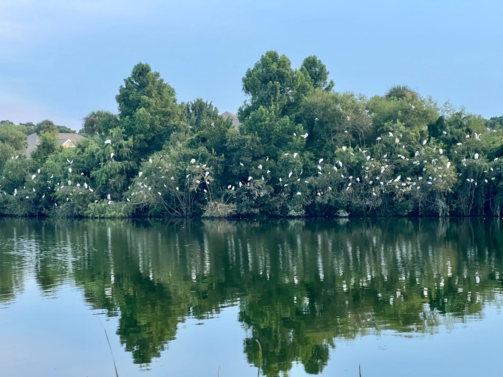 Ask SIB – What’s going on with all the white birds around the lake?