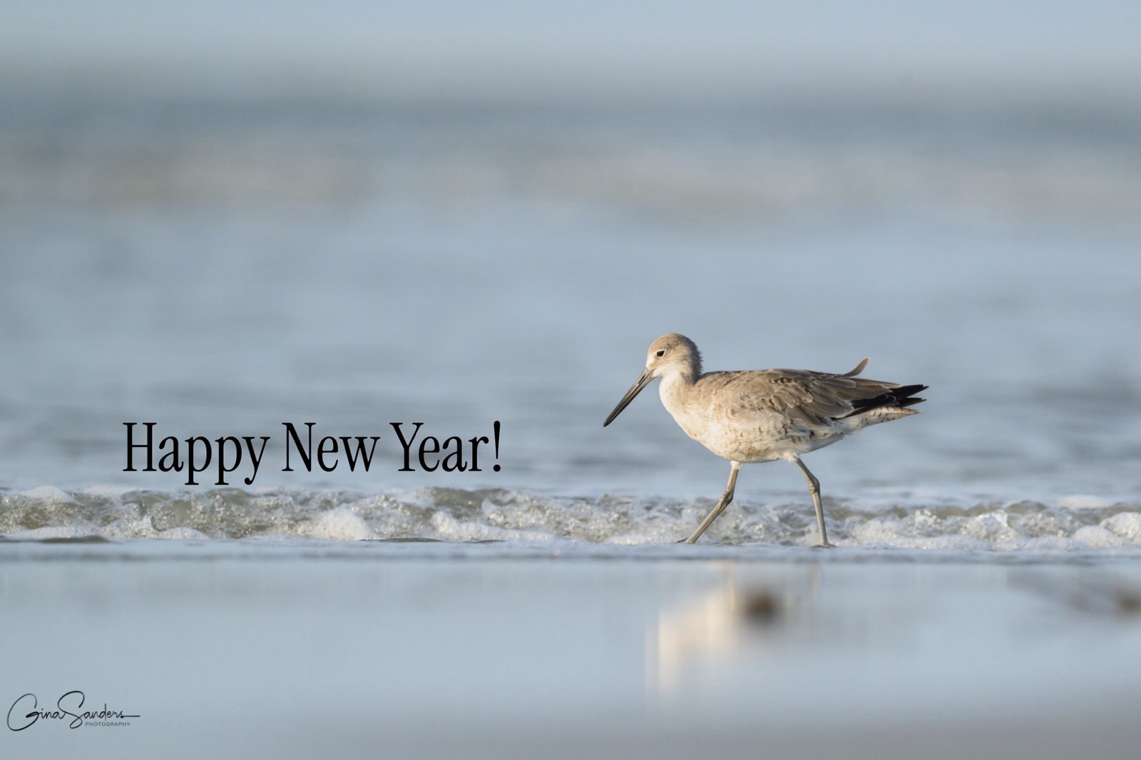 SIB Reports:  2026 Bird Challenge