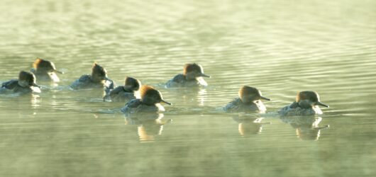 Volunteer to Assist with the Christmas Bird Count on Seabrook Island
