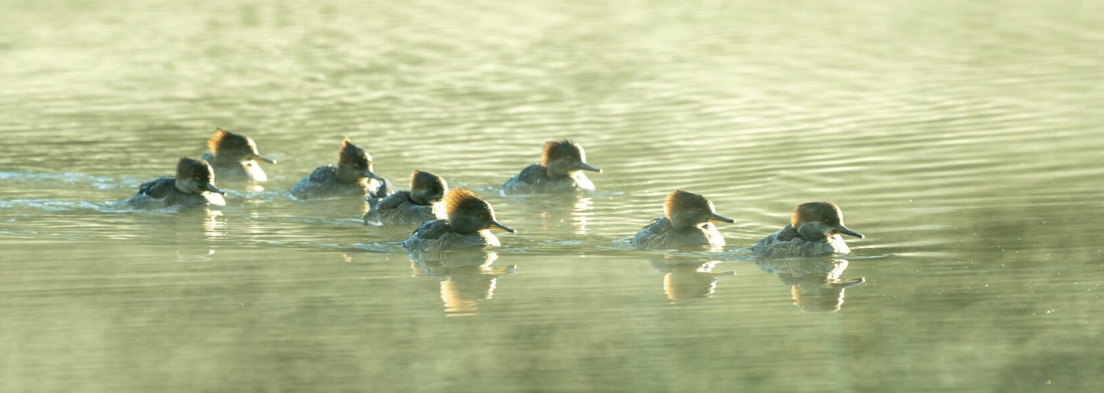 Volunteer to Assist with the Christmas Bird Count on Seabrook Island