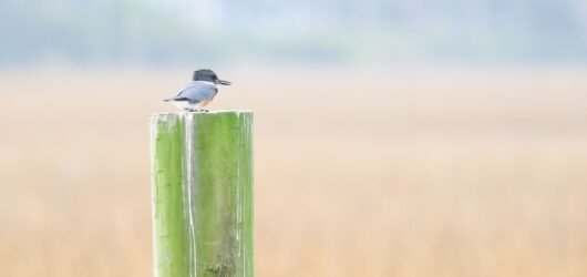 Slow Birding at the Boat Ramp/Crab Dock
