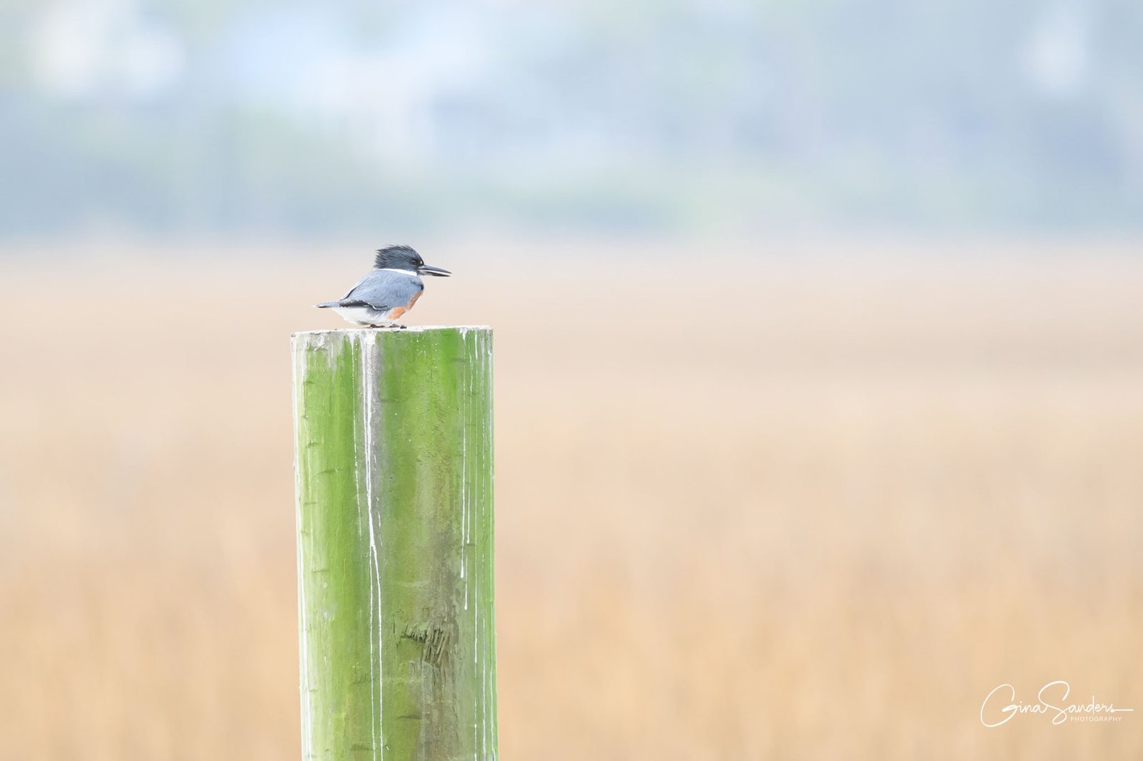 Slow Birding at the Boat Ramp/Crab Dock