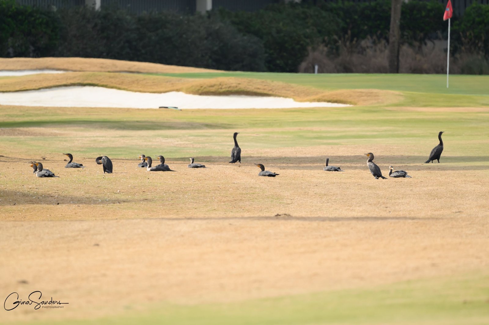 A look back at Christmas Bird Count