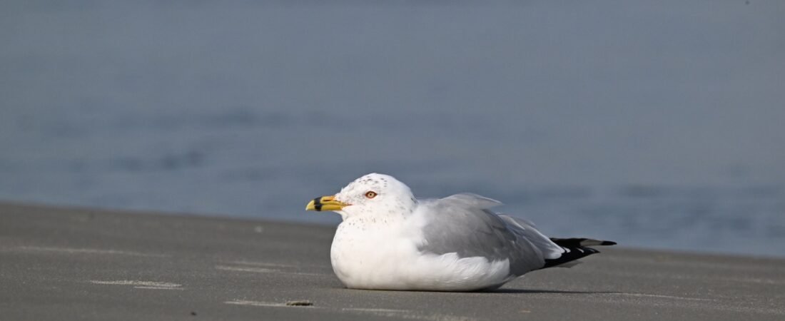 SIB “Bird of the Week” – Ring-billed Gull