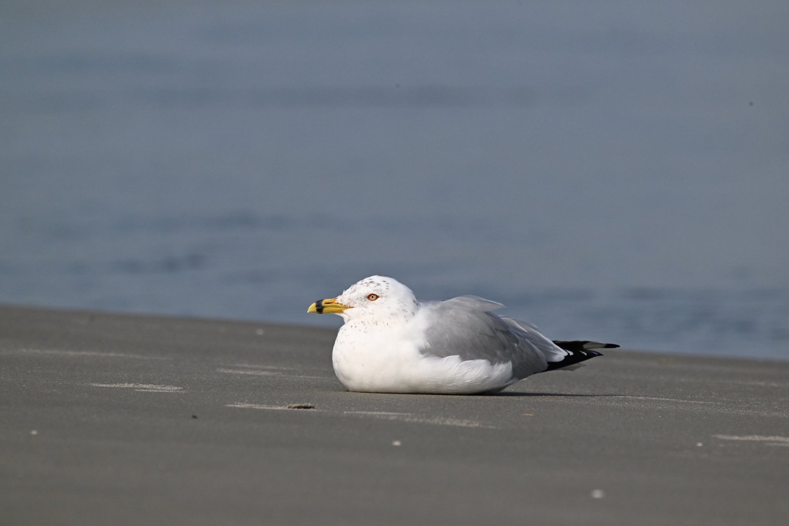 SIB “Bird of the Week” – Ring-billed Gull