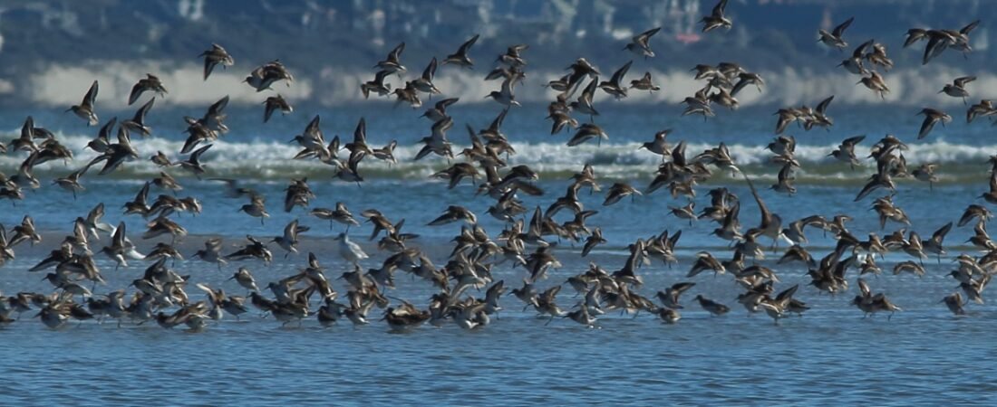 SIB “Bird of the Week” – Dunlin