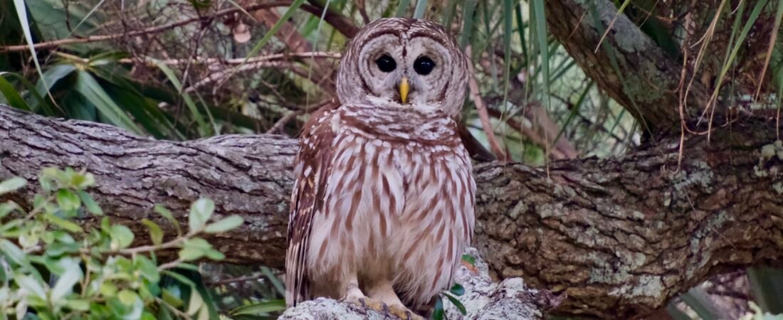 SIB “Bird of the Week” – Barred Owl