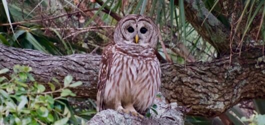 SIB “Bird of the Week” – Barred Owl