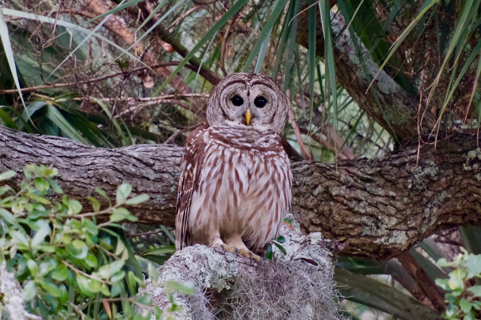 SIB “Bird of the Week” – Barred Owl