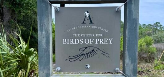 The Rewards of Volunteering at the Avian Conservation Center