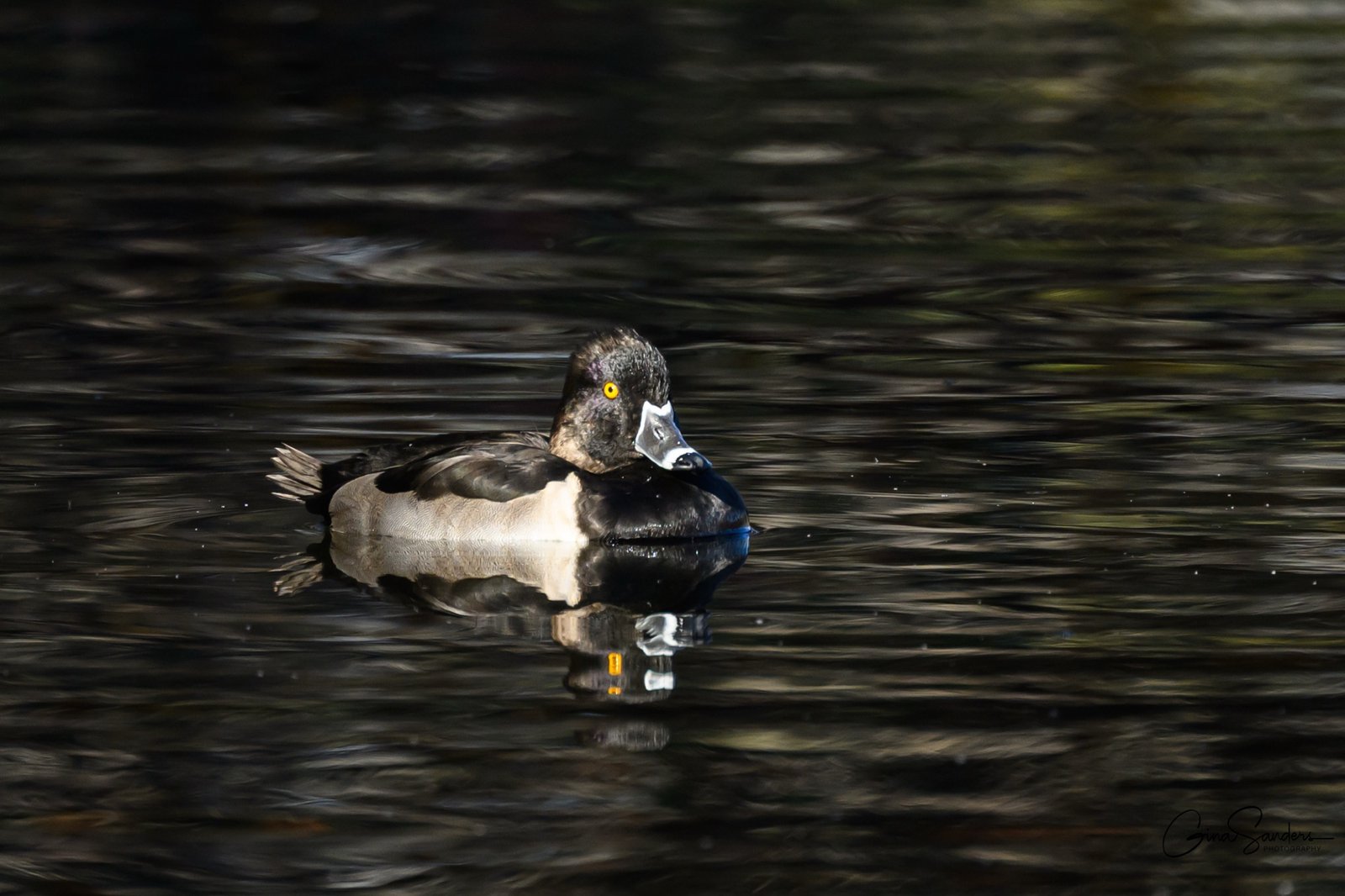 Join SIB – Beyond Our Backyard – Pitt Street Causeway to Watermark Lake