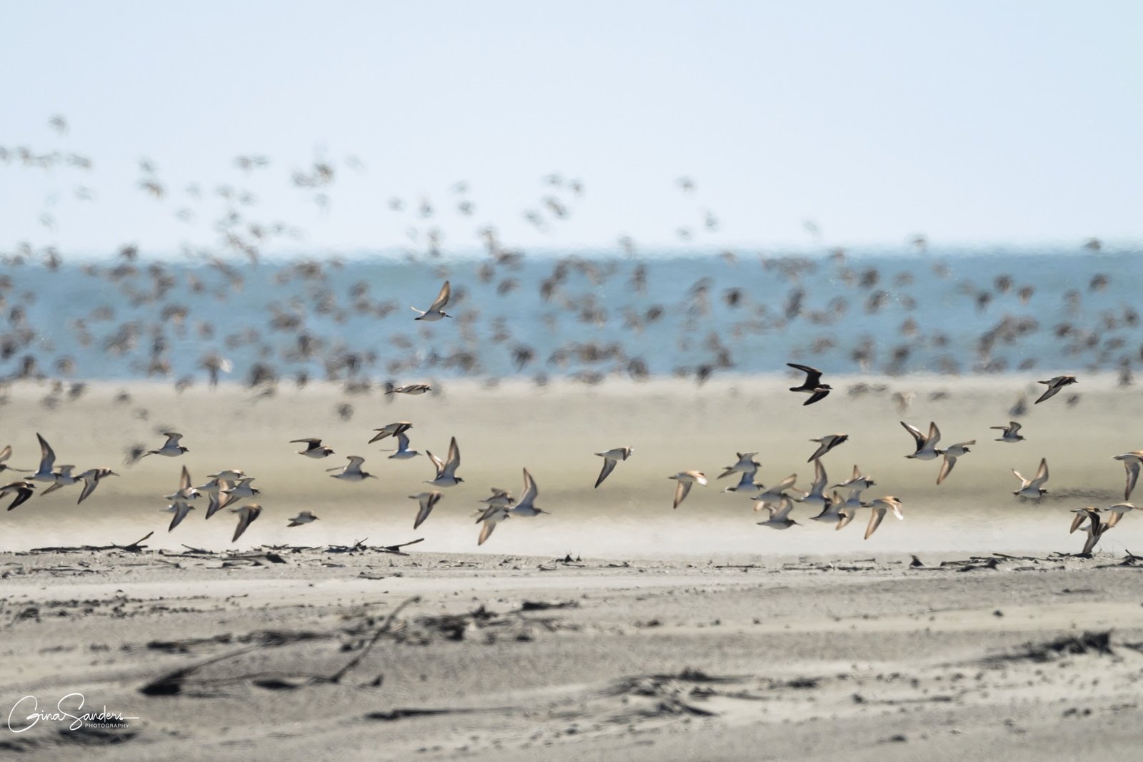 SIB Shorebird Steward Training