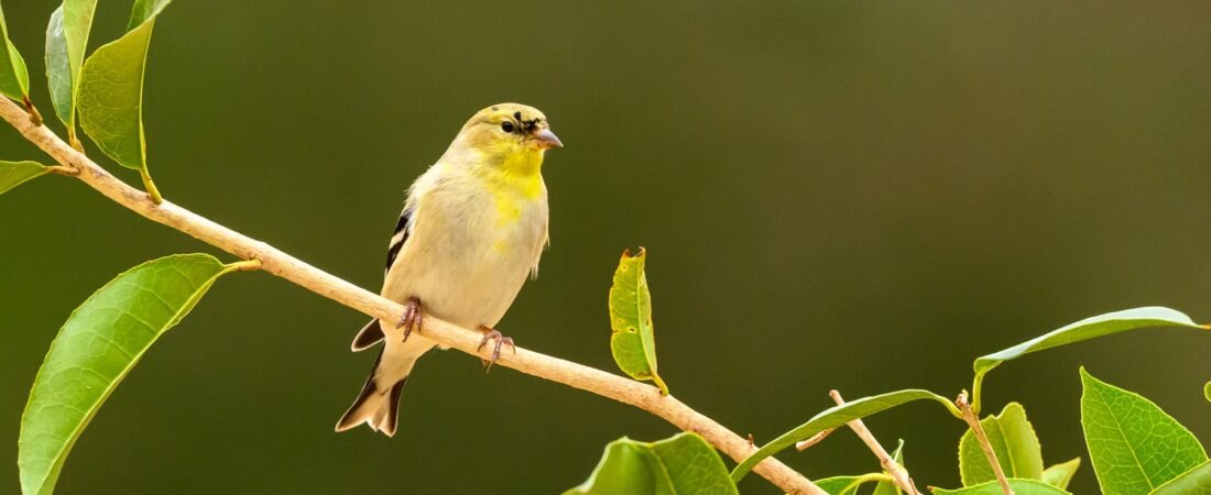 The Confusing American Goldfinch