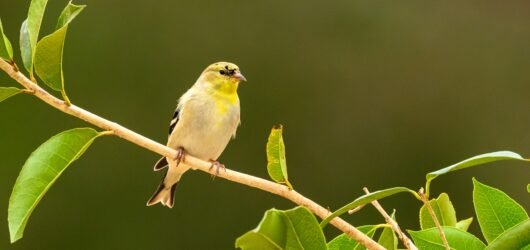 The Confusing American Goldfinch