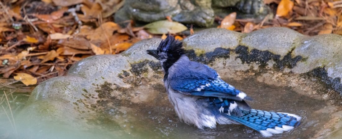 SIB “Bird of the week “ – Blue Jay
