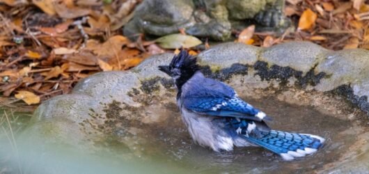 SIB “Bird of the week “ – Blue Jay