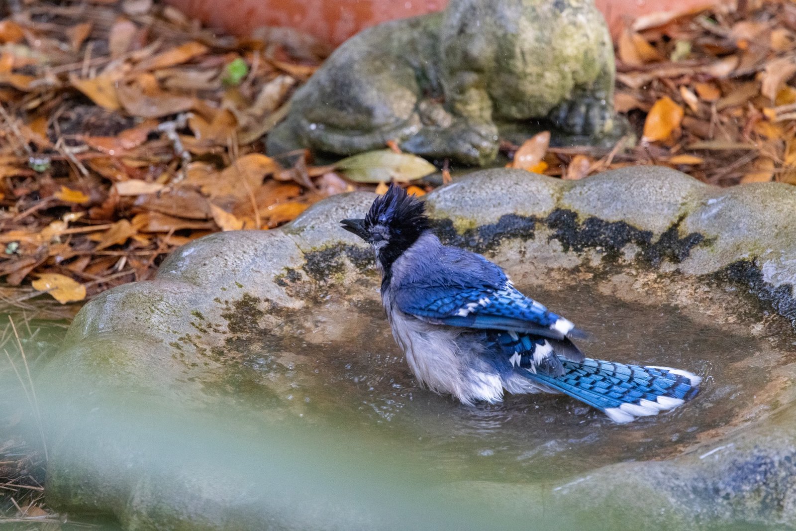 SIB “Bird of the week “ – Blue Jay