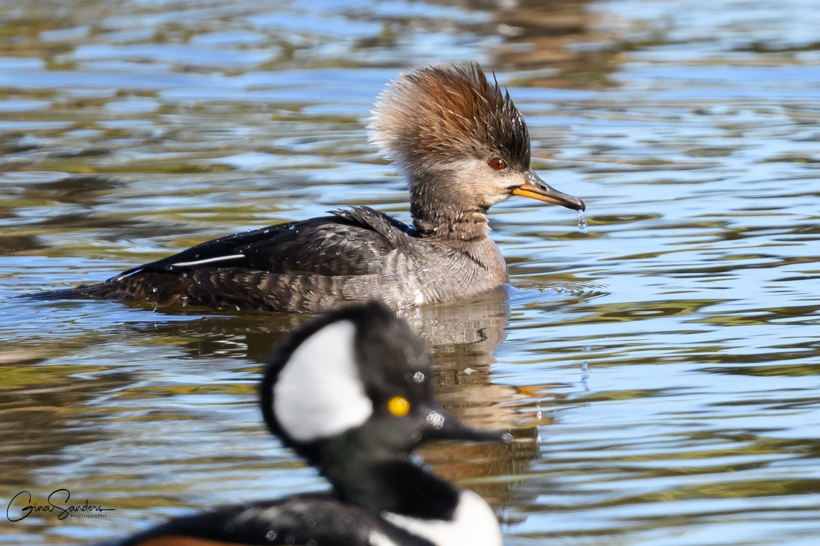 Join SIB: Learning Together at Palmetto Lake