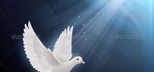 SIB Reports: Faith and Feathers