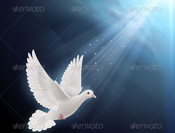 SIB Reports: Faith and Feathers