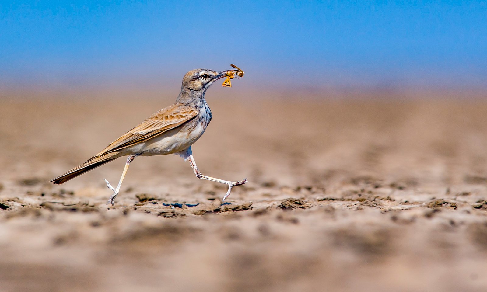 https://sibirders.com/wp-content/uploads/2026/02/hoopoe-lark-carrying-insect-for-chick-dhritiman-mukherjee_bsofcl.jpg
